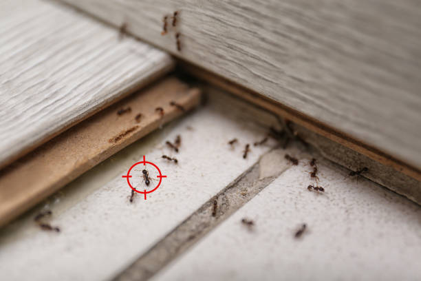 Best Insect Control  in Fox Point, WI